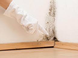 Why You Should Choose Our Mold Remediation Services in Galena, OH